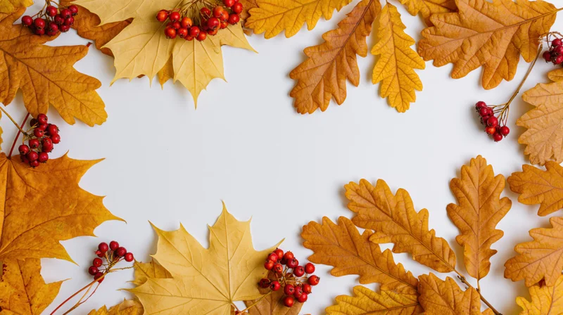 Autumn leaves and red berries arranged in a border around white copyspace