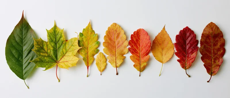 Autumn leaves arranged in a horizontal row on white background