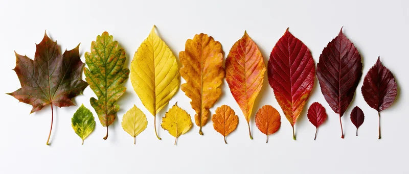 Autumn leaves arranged in a horizontal row on white background