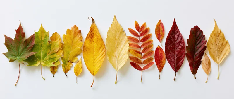 Autumn leaves arranged in a horizontal row on white background