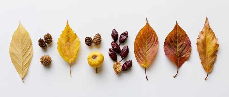 Autumn leaves pine cones and berries arranged in a row on white background