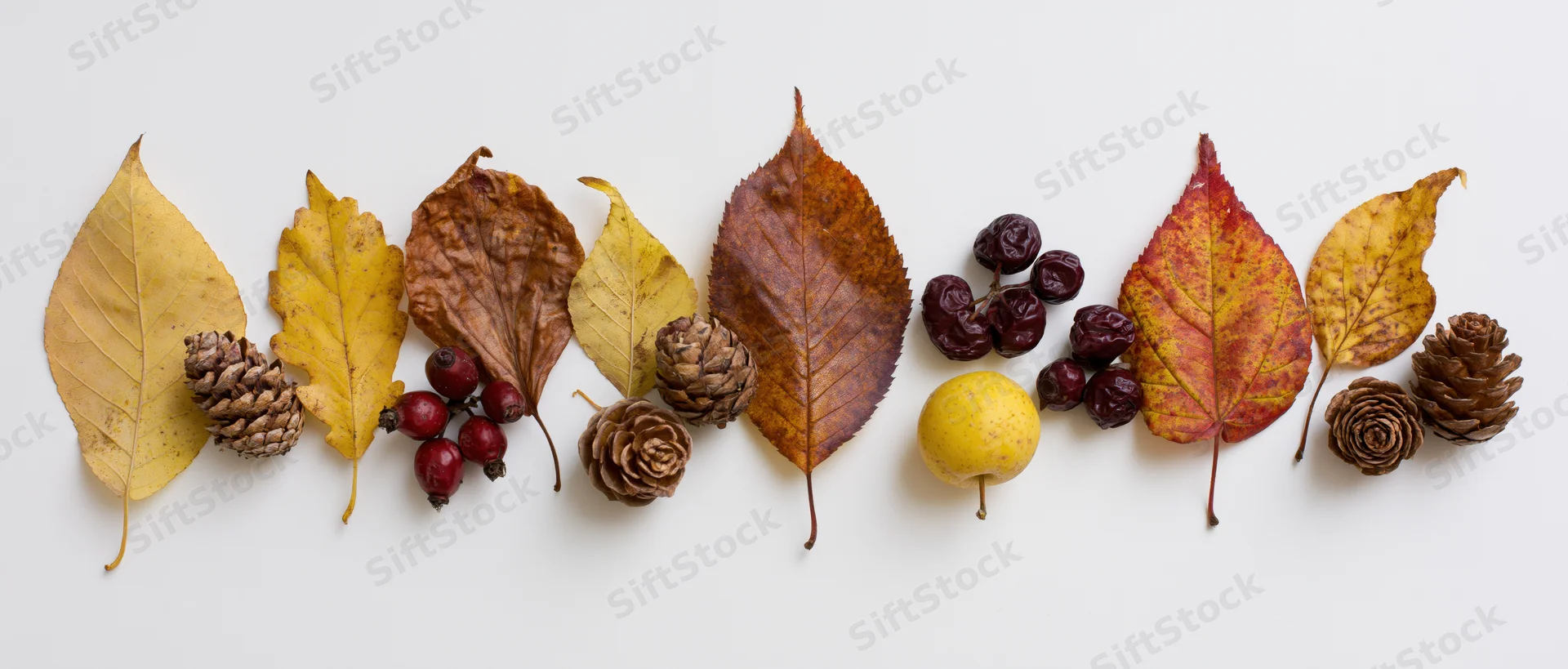 Autumn leaves and pinecones arranged in a row on white background