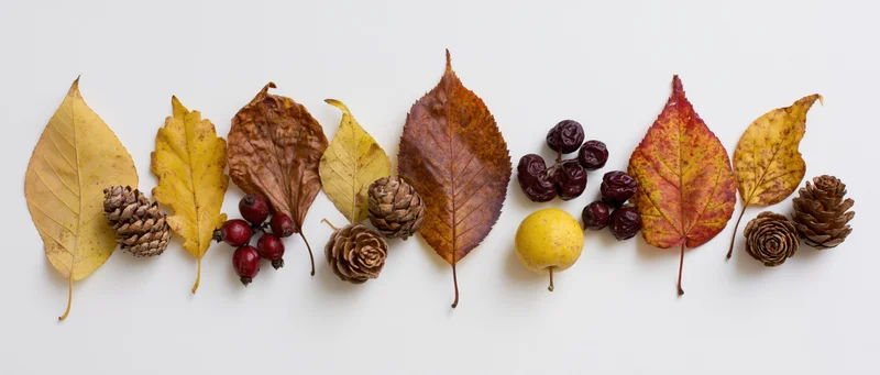 Autumn leaves and pinecones arranged in a row on white background
