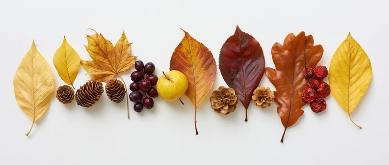 Autumn leaves and pinecones arranged in a row with berries on white background