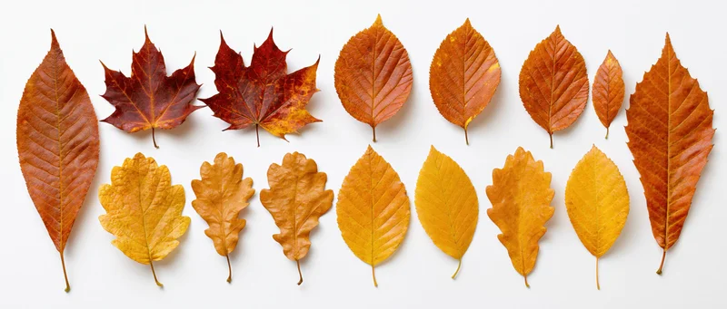 Thirteen autumn leaves arranged in two rows on white background