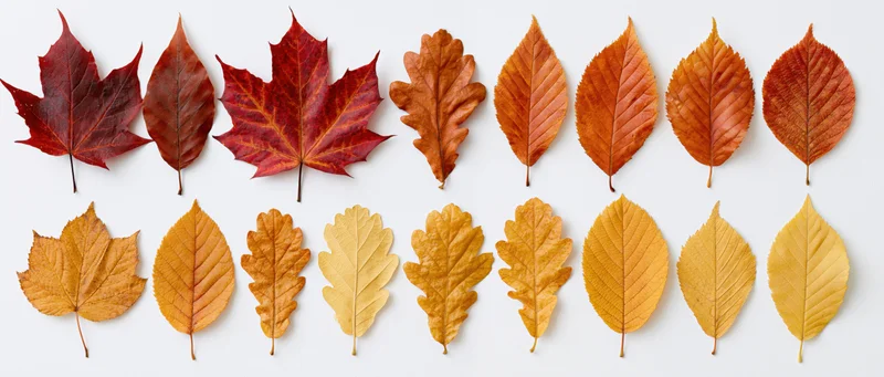 Two rows of autumn leaves arranged in color gradient on white surface