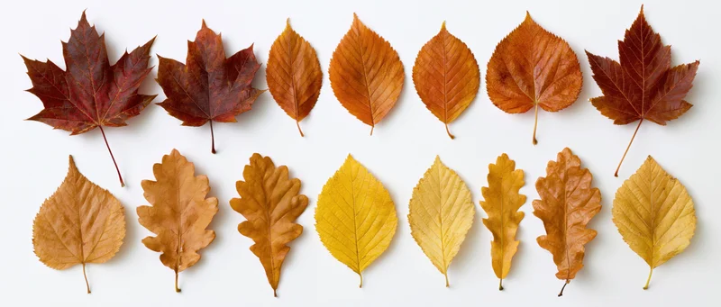 Thirteen autumn leaves arranged in two rows on white background