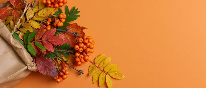 Autumn leaves and orange berries spilling from a kraft paper bag on an orange surface