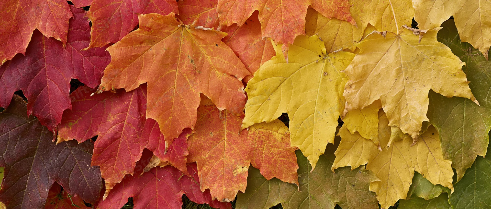 Dense arrangement of colorful maple leaves in autumn hues across a flat surface
