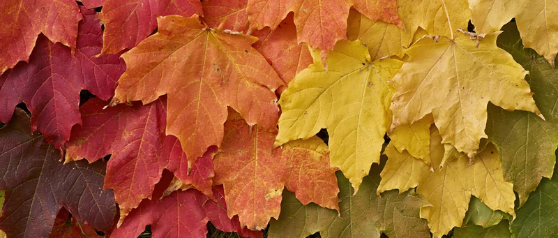 Dense arrangement of colorful maple leaves in autumn hues across a flat surface