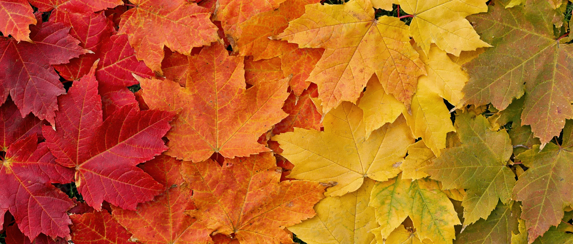 Dense arrangement of colorful maple leaves in autumn hues covering the ground