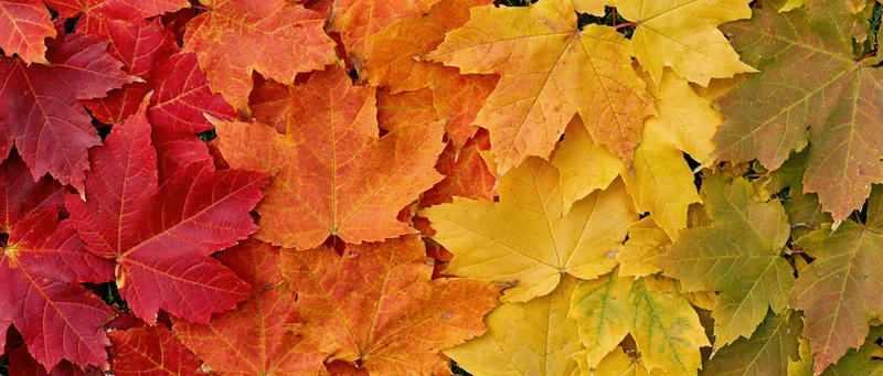 Dense arrangement of colorful maple leaves in autumn hues covering the ground