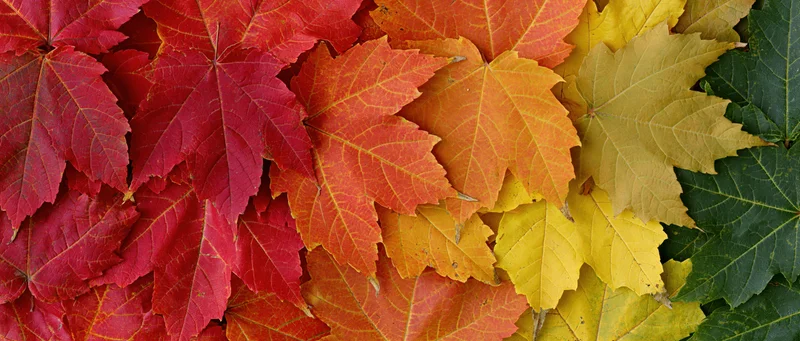 Flat lay of colorful maple leaves arranged densely in autumn hues