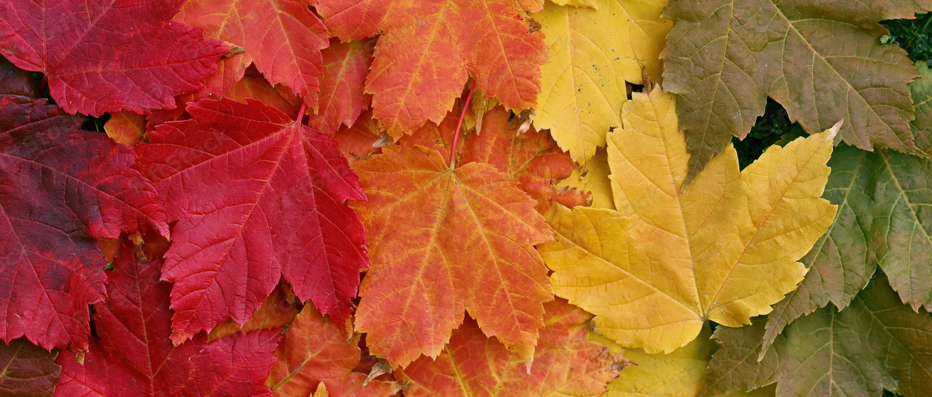 Dense arrangement of colorful maple leaves in autumn hues across the ground