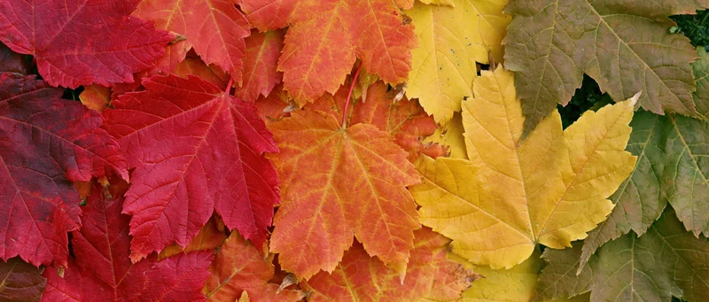 Dense arrangement of colorful maple leaves in autumn hues across the ground