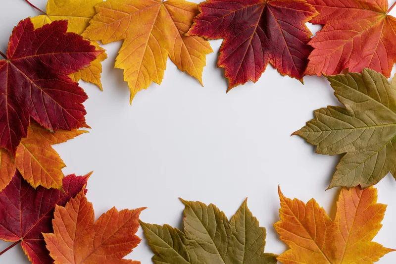 Autumn maple leaves arranged in a rectangular frame on white background with copyspace