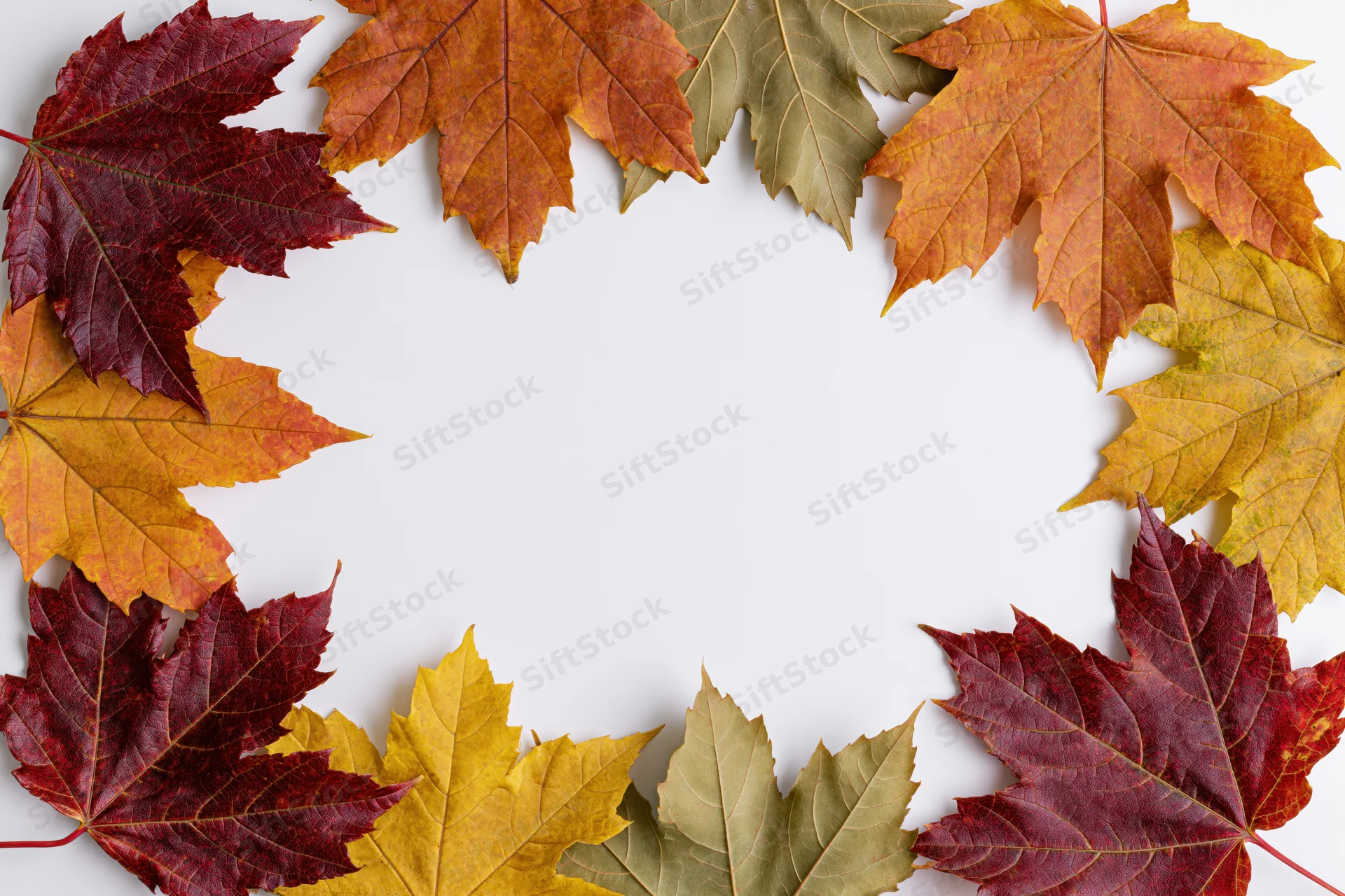 Autumn maple leaves arranged in a rectangular frame on white background with copyspace