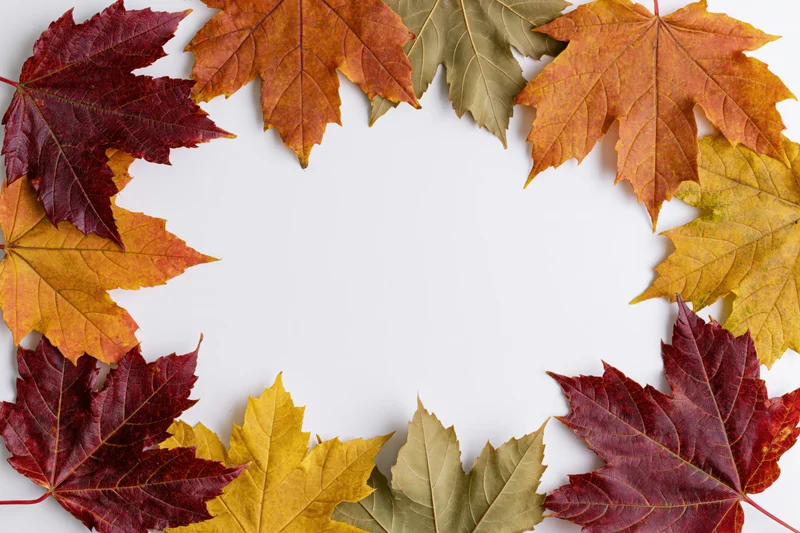 Autumn maple leaves arranged in a rectangular frame on white background with copyspace