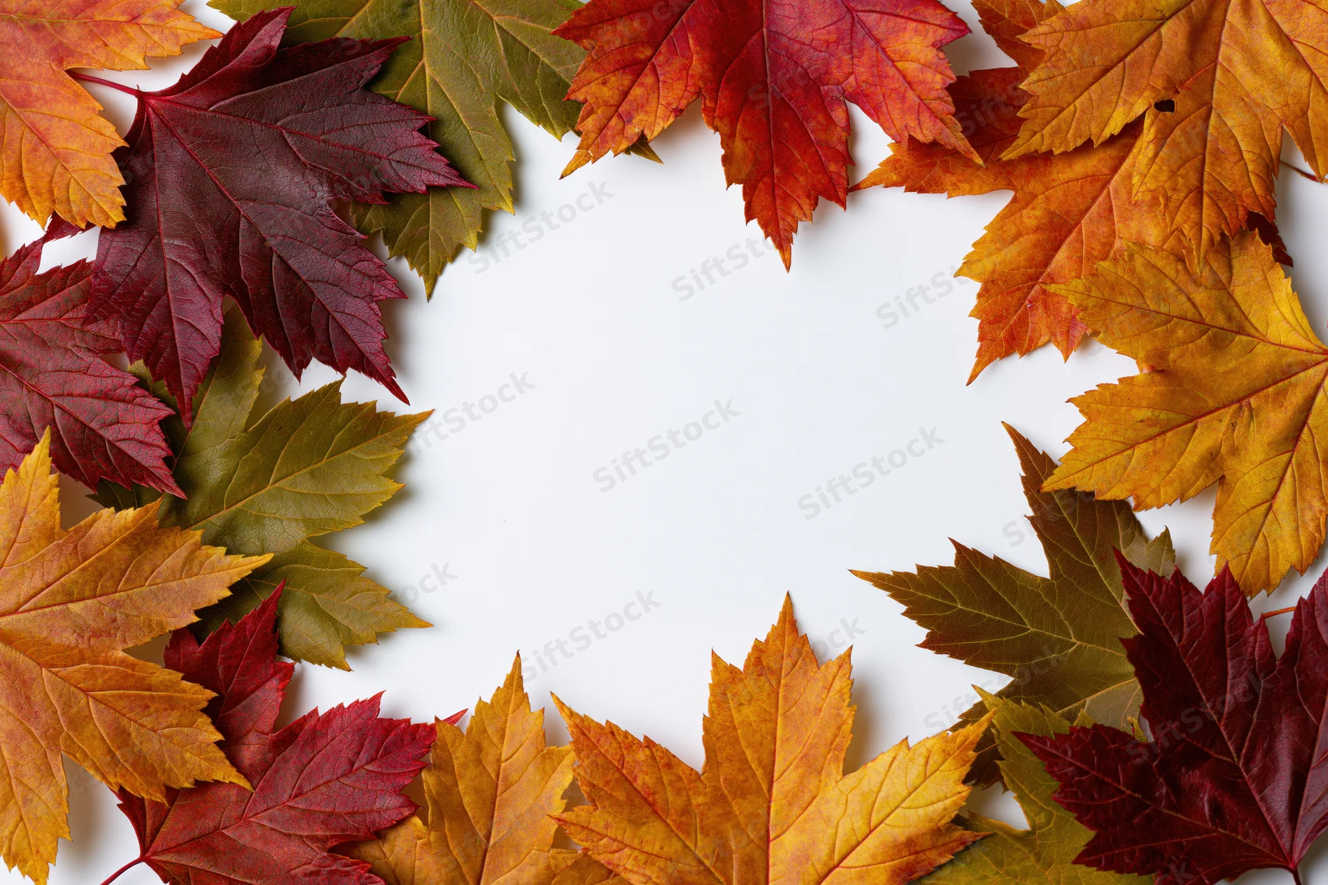 Autumn maple leaves arranged in a rectangular frame on white background