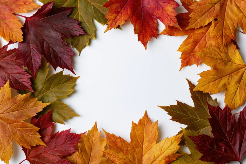 Autumn maple leaves arranged in a rectangular frame on white background