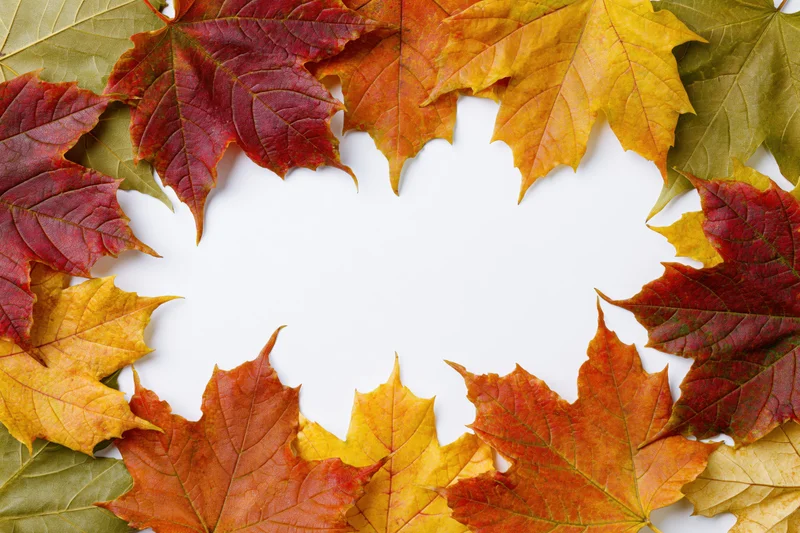 Autumn maple leaves arranged in a rectangular frame on white background
