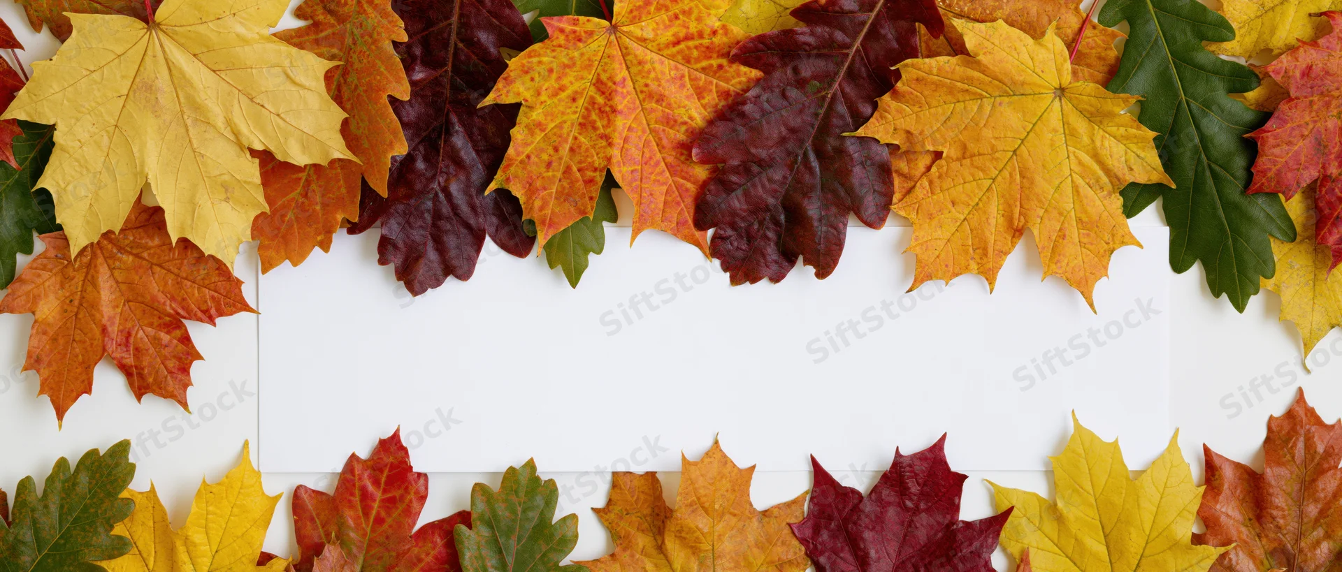 Autumn leaves arranged in a border around a white copyspace area