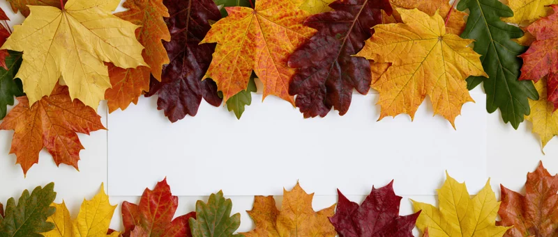 Autumn leaves arranged in a border around a white copyspace area