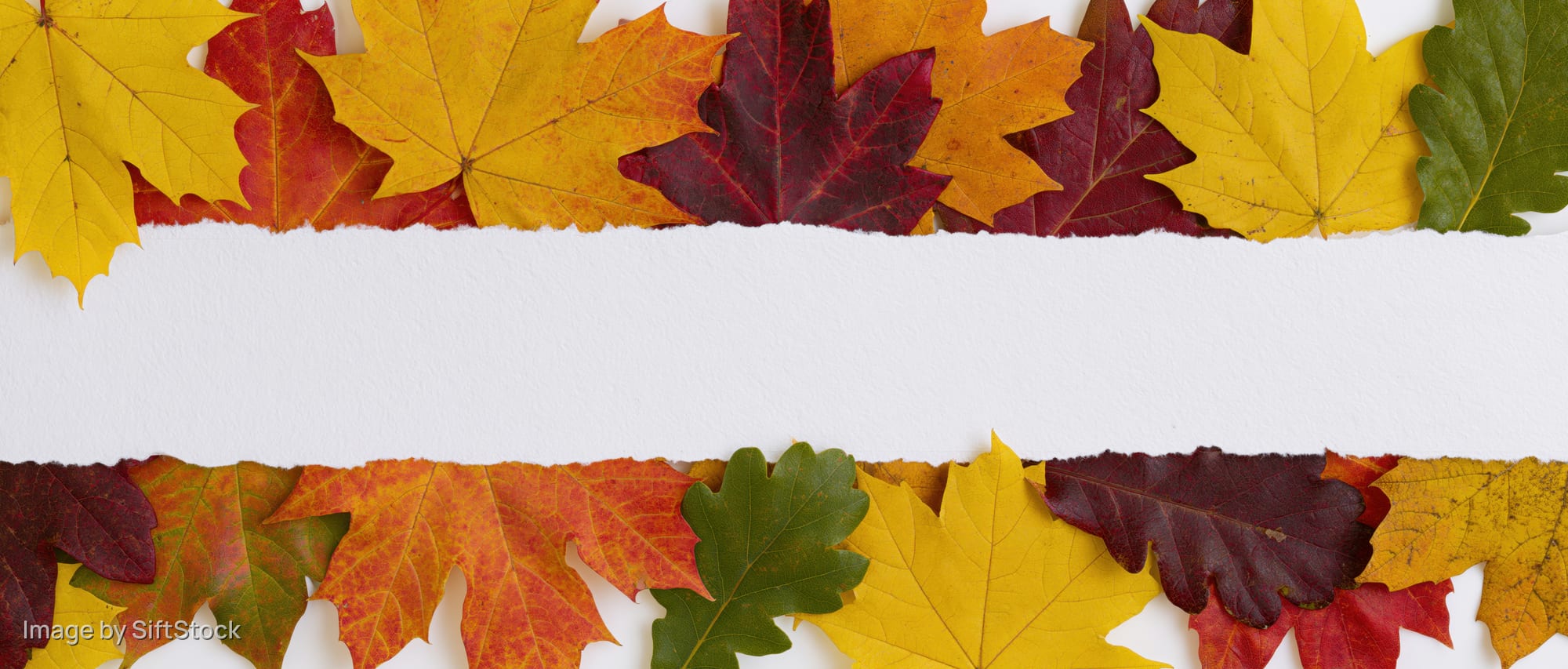 Autumn leaves arranged in two horizontal borders around a white paper strip with copyspace