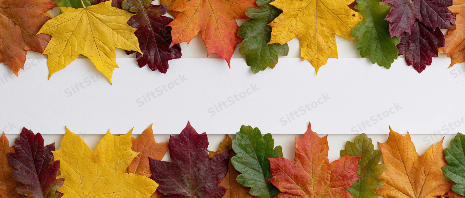 Autumn leaves arranged in two horizontal borders framing a white copyspace area