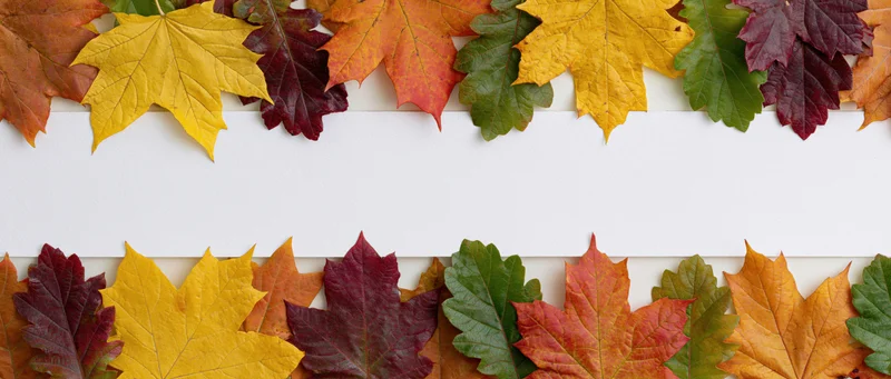 Autumn leaves arranged in two horizontal borders framing a white copyspace area