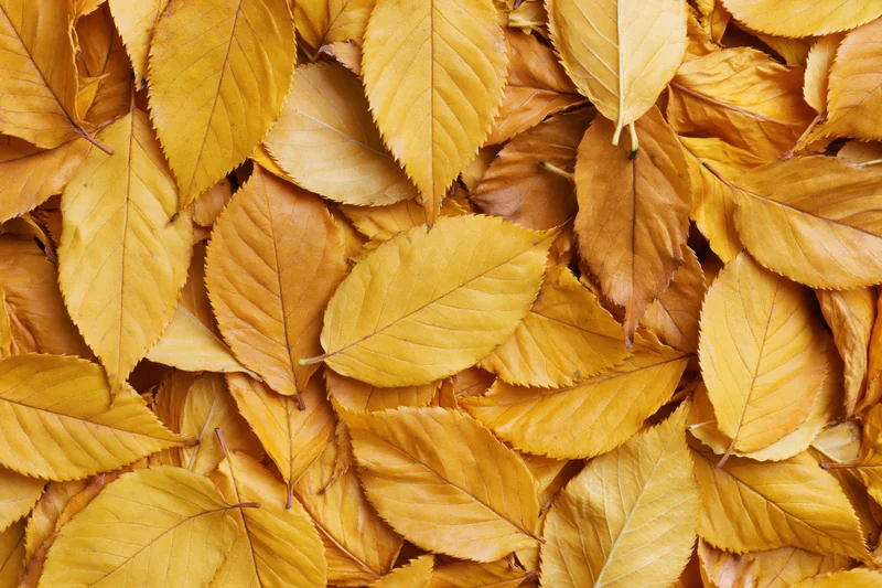 Flat lay of fallen autumn leaves covering the ground in warm yellow and brown tones