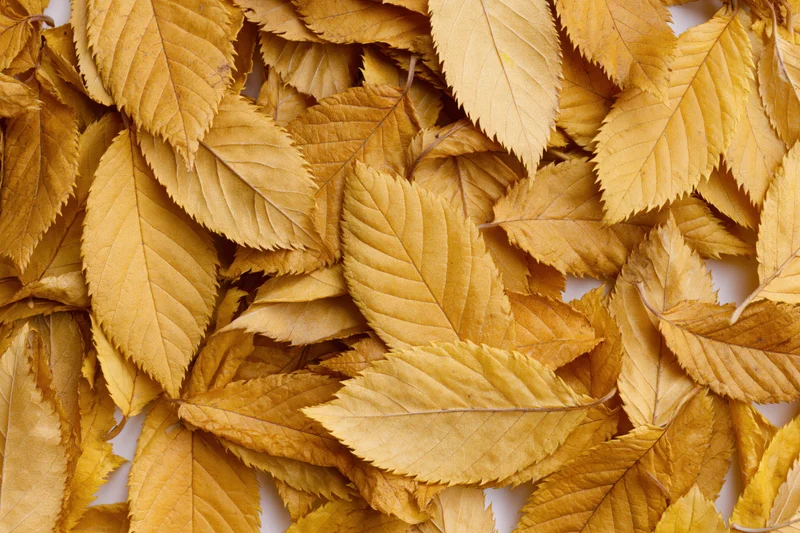 Dried autumn leaves arranged in a flat lay on a white surface