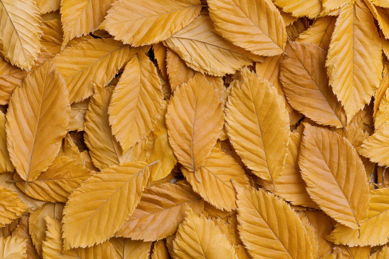 Golden autumn leaves arranged in a dense layer covering the ground