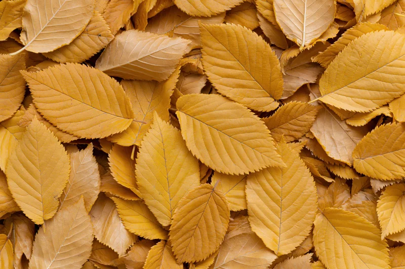 Flat lay of fallen autumn leaves covering the ground in a dense golden pattern