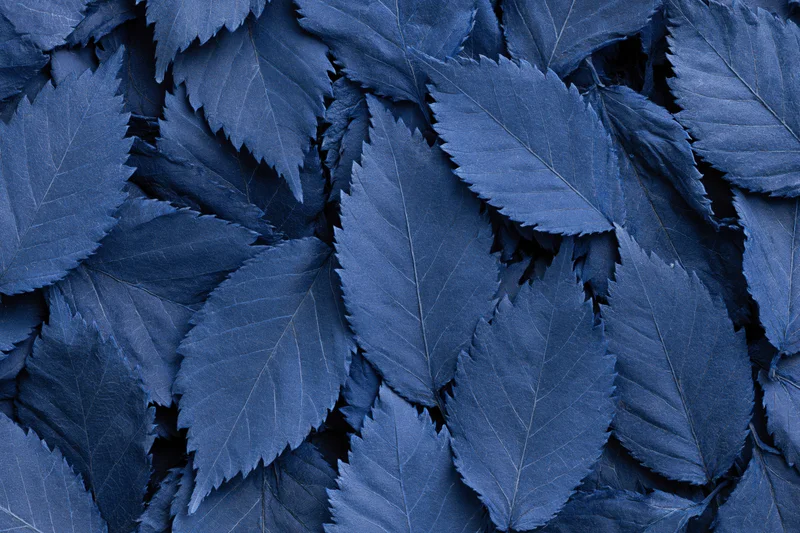Dense arrangement of overlapping dried blue leaves in flat lay composition