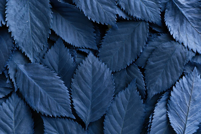 Dense arrangement of overlapping dried blue leaves in flat lay composition