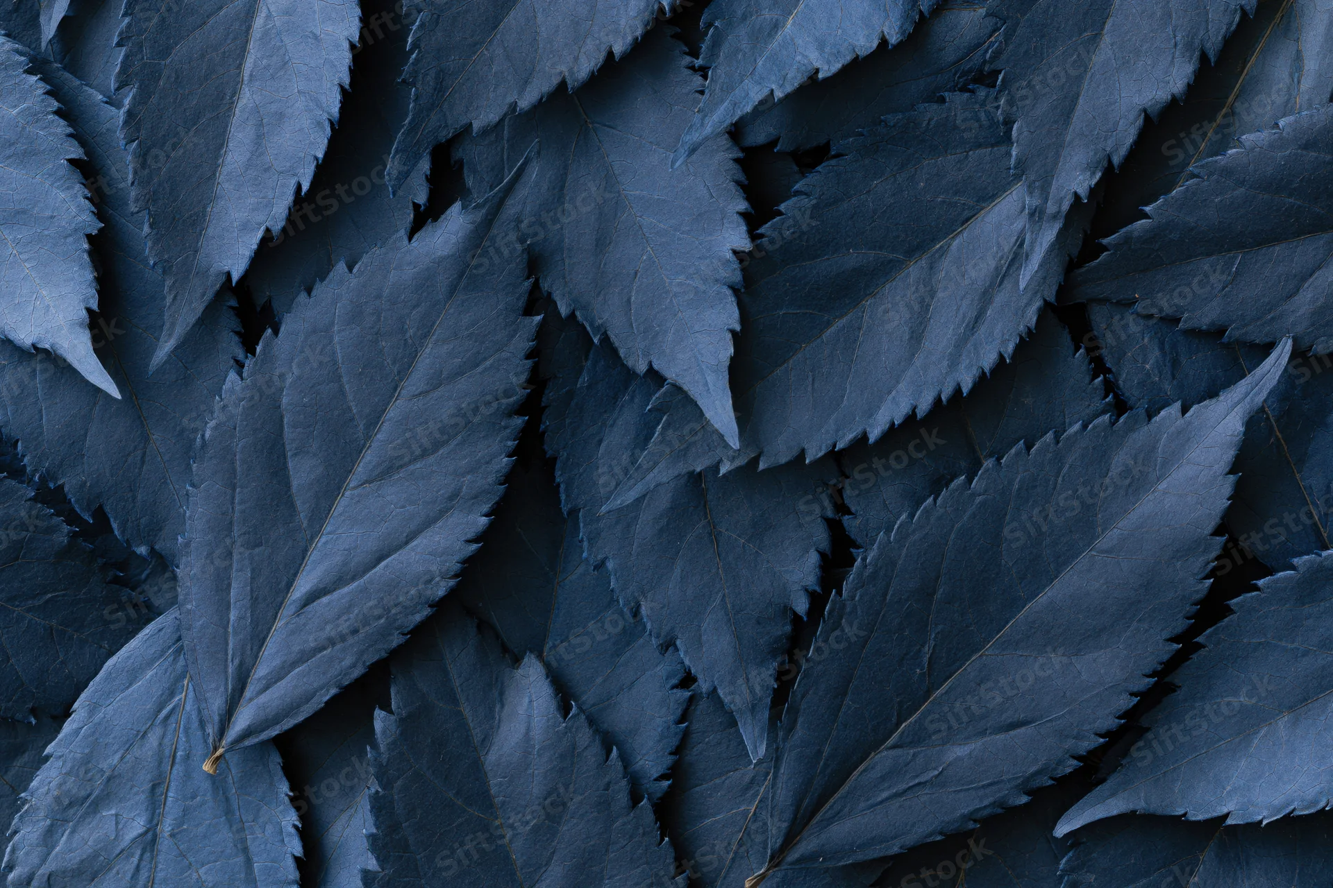Flat lay of overlapping dried blue leaves arranged densely on a surface