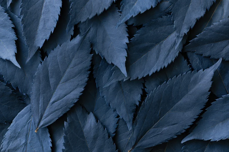 Flat lay of overlapping dried blue leaves arranged densely on a surface