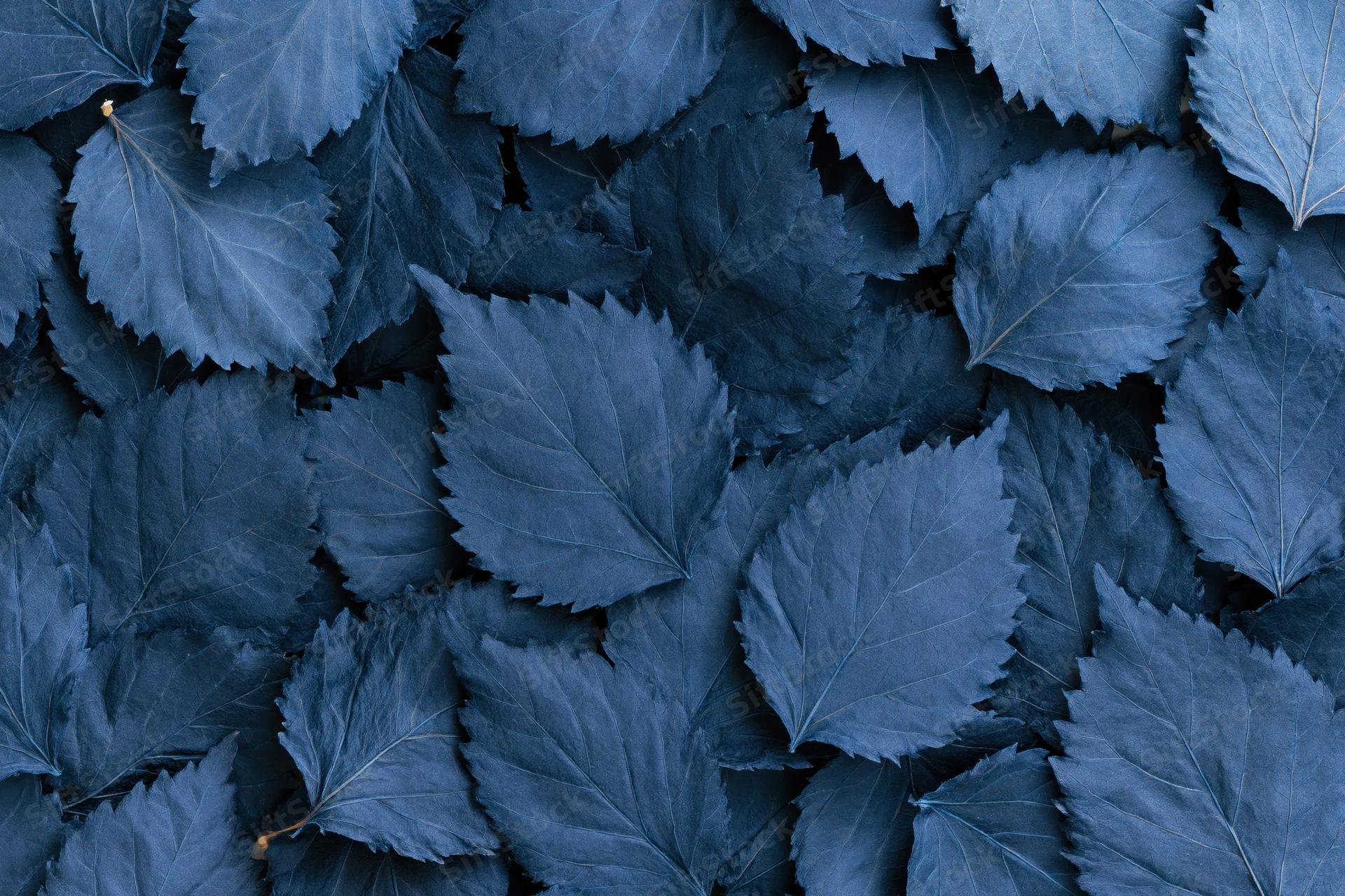 Dense arrangement of dried blue leaves in flat lay composition