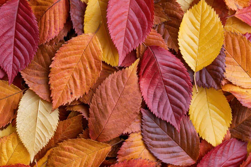 Flat lay of colorful fallen autumn leaves covering the entire frame
