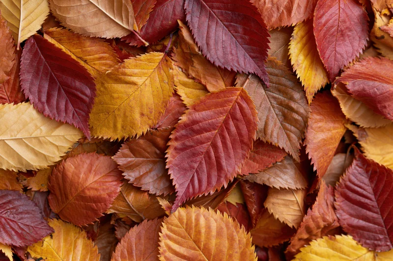 Fallen autumn leaves covering the ground in a dense colorful layer