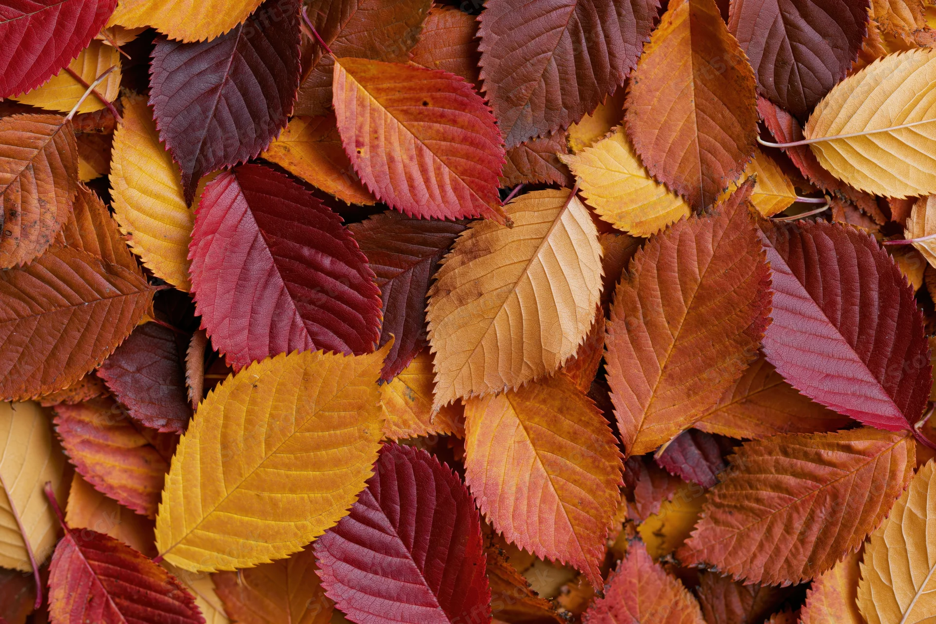 Fallen autumn leaves covering the ground in a flat lay arrangement