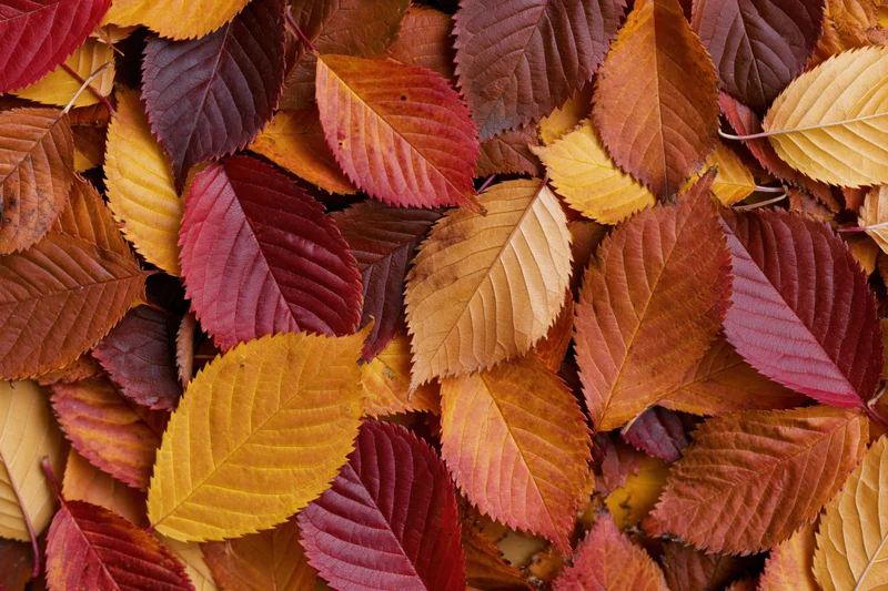 Fallen autumn leaves covering the ground in a flat lay arrangement