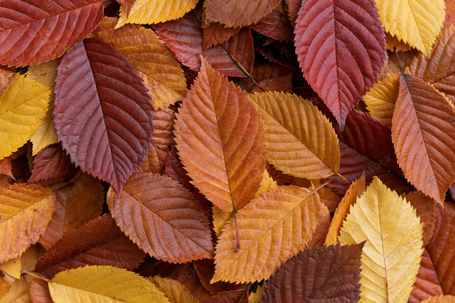 Fallen autumn leaves covering the ground in a dense colorful layer