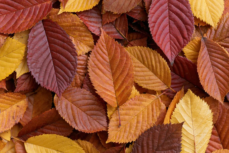 Fallen autumn leaves covering the ground in a dense colorful layer