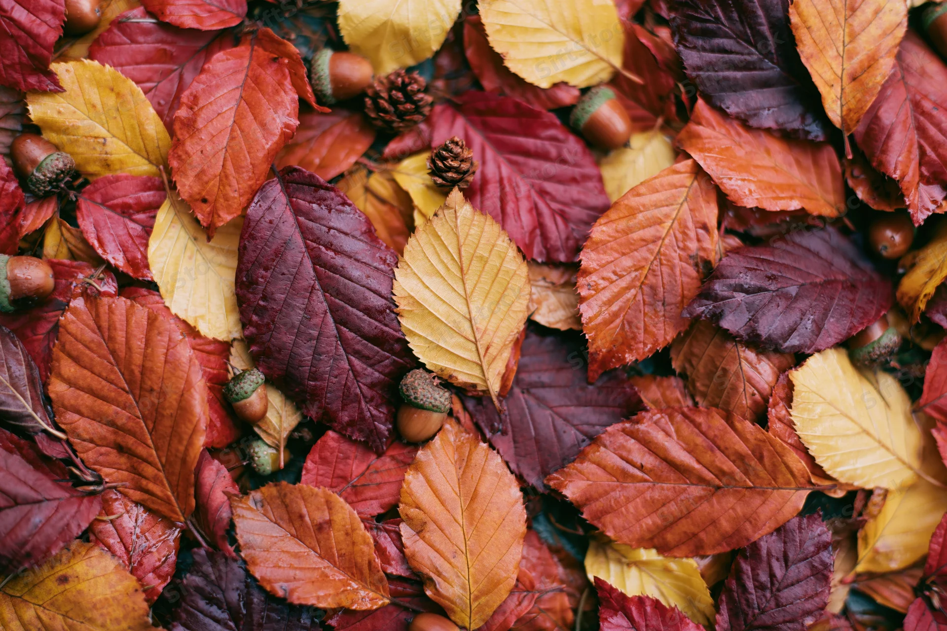 Overhead view of fallen autumn leaves and acorns scattered on the ground in red, orange, and yellow hues