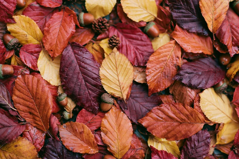 Overhead view of fallen autumn leaves and acorns scattered on the ground in red, orange, and yellow hues