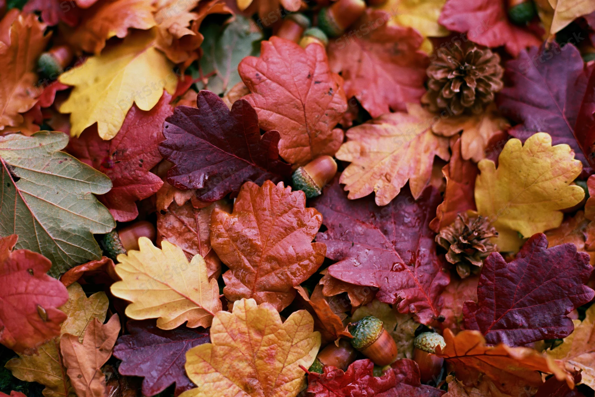 Fallen autumn leaves and acorns scattered on forest floor in vibrant red orange and yellow hues