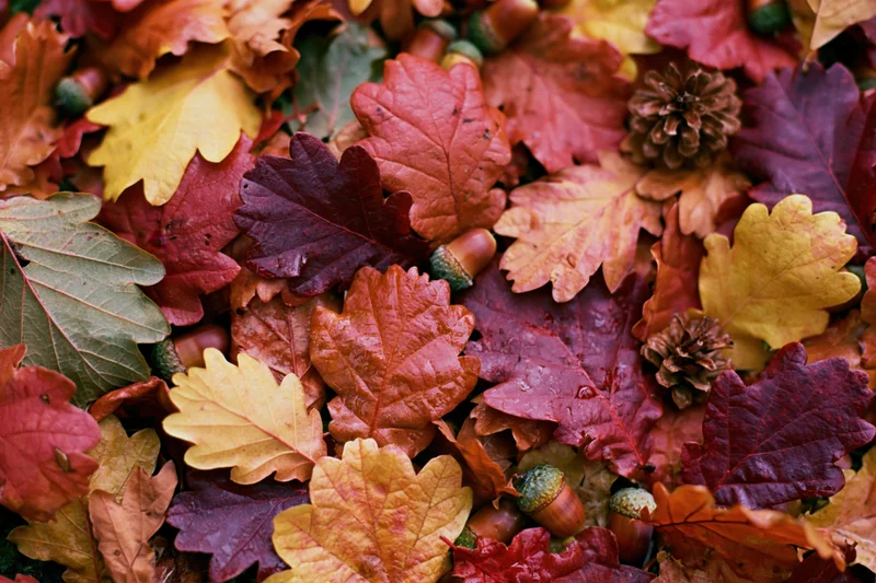 Fallen autumn leaves and acorns scattered on forest floor in vibrant red orange and yellow hues