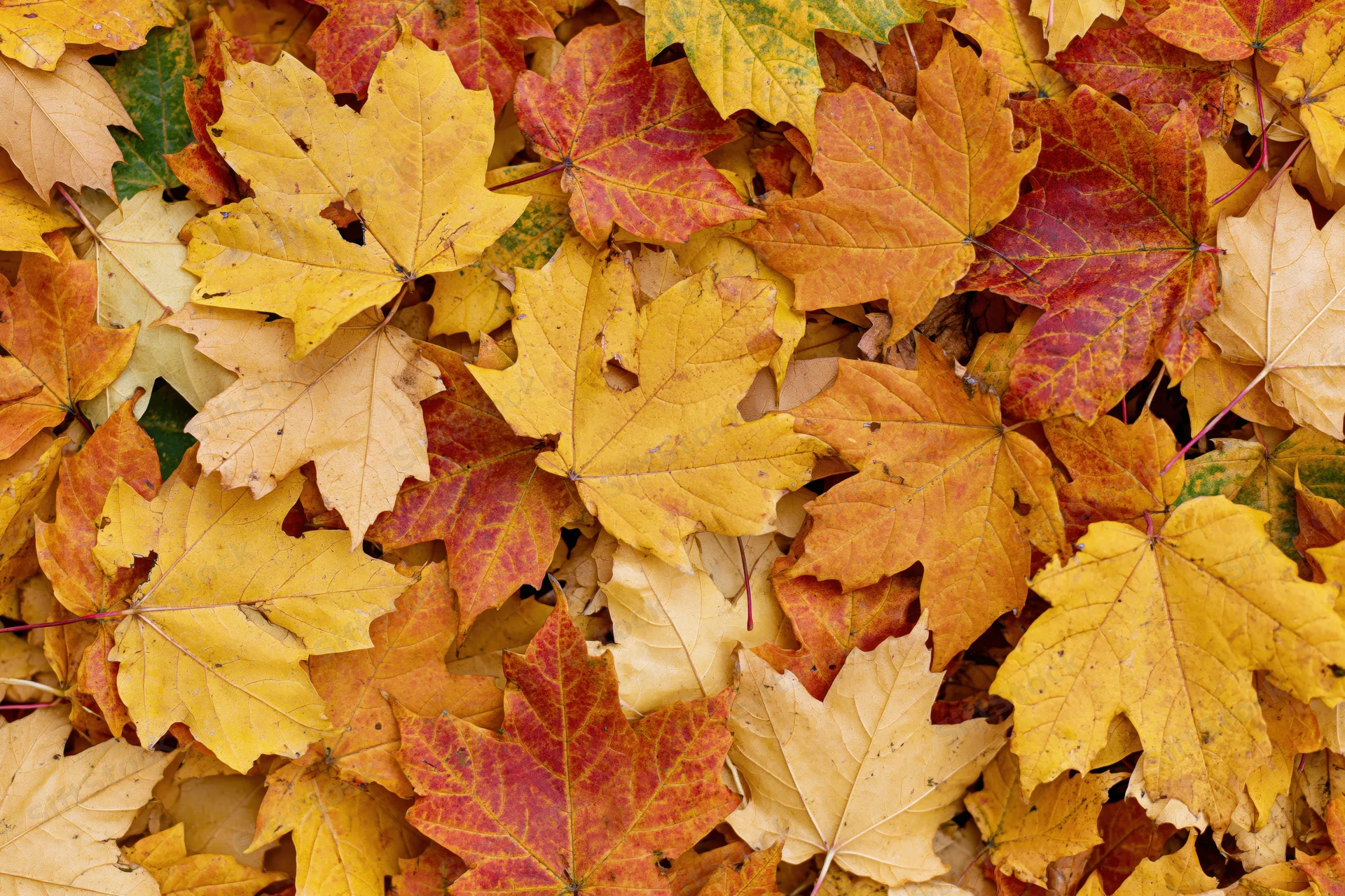 Fallen maple leaves covering the ground in autumn colors